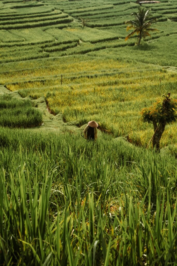 A lone farmer in lush, green rice terraces in Bali, Indonesia, showcasing tranquility.
